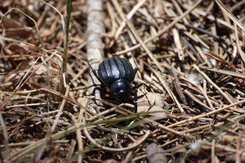 Pimelia sp.